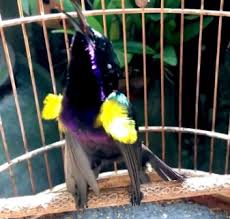 We did not find results for: Mengenal Beberapa Jenis Burung Kolibri Di Indonesia