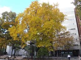 樹木 青柳庵日記