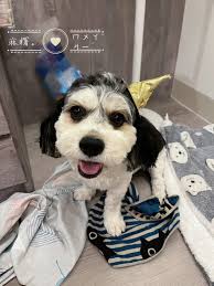 我發現很多人搞混可卡布和cavapoo不一樣Cockapoo=mix between a Cocker Spaniel and a Poodle.  可卡混貴賓=可卡布Cavapoo= A cross between