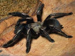 Hoje vamos conversar com o richard rasmussen sobre quais as aranhas mais perigosas no brasil e como lidar com uma aranha caranguejeira! Como Tratar Uma Aranha Caranguejeira 8 Passos Especies De Aranhas Aranha Caranguejeira Foto De Aranha