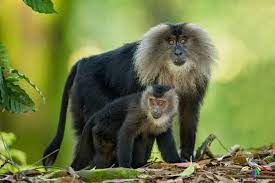 Lion Tailed Macaque Primates Cute Animals Animals