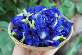 Puding lapis bunga telang yang manis dan lembut dan tentunya memiliki khasiat yang luar biasa. Butterfly Pea Flower Bunga Telang Natural Food Coloring Cook Spice