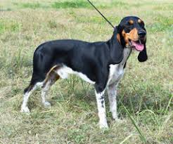 Image result for lucernský honič