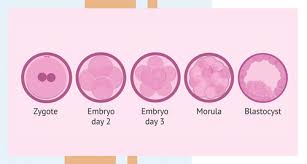 Image result for Embryo Development