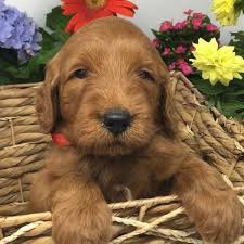 Maybe you would like to learn more about one of these? Red Mini Goldendoodle Puppies In Northern California And Mini Australian Labradoodles Stetson S Doodles