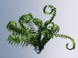 3d Model Fern Ecosystems Pack 24 Rainforest Trees Ecosystems Jungle Tree