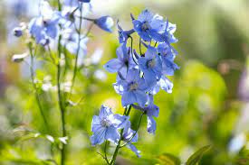 How To Grow And Care For Delphiniums Gardener S Path