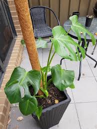 Ask A Question Forum Why Is My Monstera Curling Its Leaves Ve Had Garden Org