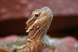 Bearded Dragon Starter Kit: Lifesaver Or Complete Waste?!