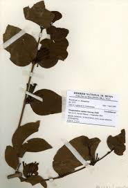 Image result for Phragmanthera capitata