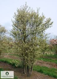 Image result for Amelanchier ovalis