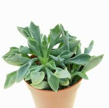 Image result for Senecio consanguineus