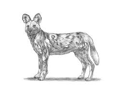 This lion will be part of a larger composition, but thought it would be nice to give him his own spotlight. African Wild Dog Animalstodraw