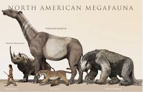 People across the world delight in watching louis and aila's efforts to raise a family each year, but did you know that these. Size Comparison Of Man To Several Extinct North American Megafauna Of The Pleistocene Epoch The Wooly Rhin Prehistoric Animals Ancient Animals Extinct Animals