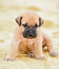 Maybe you would like to learn more about one of these? Bullmastiff Puppies In Sri Lanka Siyaluma Lk