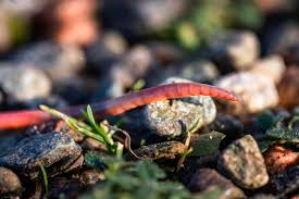 Where can i buy worms for my garden. The Importance Of Garden Worms Kellogg Garden Organics