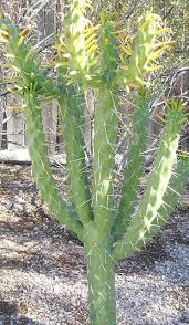 Image result for Austrocylindropuntia