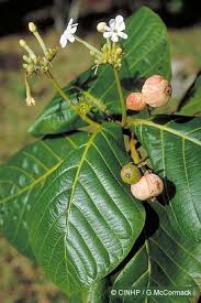 Image result for Guettarda