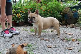 There is a breeder selling english bulldog puppies in the kc star his name is art he is from excelsor other intentions of these dogs but to make money and from everything ive have researched thats what a puppy mill is. French Bulldog Puppies French Country Pups