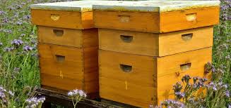 You can also catch feral bees by using swarm traps, also known as bait hives or bait boxes. How To Start A Beehive Complete Beginner S Guide Beehivehero