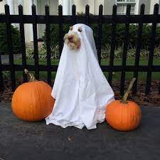 27 Insanely Clever Halloween Costumes For Your Dog Dog Halloween Costumes Dog Halloween Halloween Animals