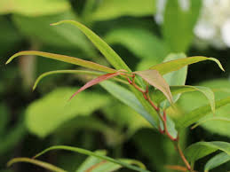 The litter is slow to ignite and although flame propagation is low, it can burn for a long time (ganteaume et al. Traubenmyrthe Burning Love Leucothoe Keiskei Burning Love Baumschule Horstmann