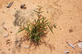 Image result for Fockea angustifolia