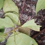 Image result for Alchornea hirtella