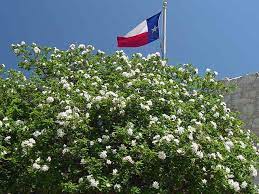 Expert recommended top 3 hiking trails in san antonio, texas. 11 Small Texas Native Trees For Your San Antonio Landscape