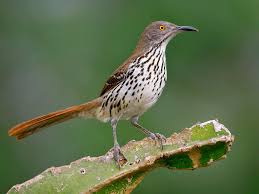 Black Bird With Orange Belly In Georgia Birds Of Georgia State Usa