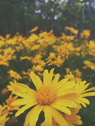 Maybe you would like to learn more about one of these? Flower Aesthetic Yellow Background Novocom Top