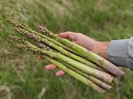 Image result for Asparagus laricinus