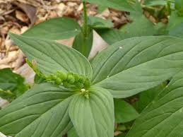 Image result for Spigelia anthelmia