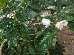 Image result for Tabernaemontana ventricosa