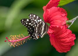 Image result for Deverra burchellii