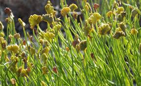 Image result for Schizaea