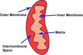 Mitochondria is the organelle in which cellular respiration occur. What Happens To Most Of The Energy Released During Cell Respiration Quora