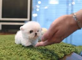 Size and price chart is provided for reference for the maltese breed in the breed information section. Teacup Maltese All You Need To Know About This Tiny Pup K9 Web