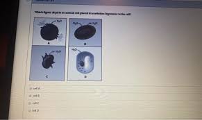 If you place an animal or a plant cell in a hypertonic solution, the cell shrinks, because it loses water ( water moves from a higher concentration inside the cell to a lower. Which Figure Depicts Animal Cell Placed In A Solution Chegg Com