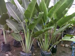 Untuk melengkapi daftar nama ilmiah tersebut artikel ini dibuat dengan menyertakan 101 nama latin tanaman hias dan bunga dilengkapi dengan gambar bunga dan nama… Pohon Pisang Hias Pohon Pisang Pisangan Pohon Pisang Heliconia Pohon Pisang Calatea Tukang Taman Jasa Tukang Taman Murah