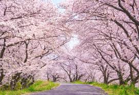 北摂エリアの桜の名所2024｜吹田・箕面・豊中・高槻・茨木周辺でおすすめ桜・お花見スポット10選！ | HOKUSETSU MAGAZINE （北摂 マガジン）