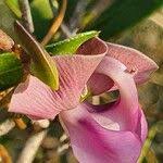 Image result for Wajira grahamiana