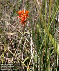 Image result for Polysphaeria lanceolata