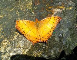 Log in or create an account to see photos of kupu kupu rama rama. Butterfly Itu Kupu Kupu Moth Adalah Rama Rama Petrosains