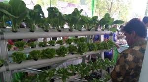 Hasil budi daya bertanam hidroponik bayam warna daunnya lebih segar dan hijau. Budidaya Tamanan Hidroponik Bisa Jadi Tambahan Penghasilan Untuk Keluarga Banjarmasin Post