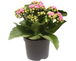 Image result for Kalanchoe rosalina