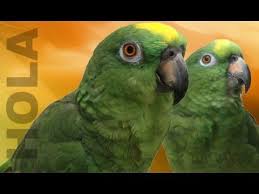 Pin On Animales