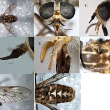 Image result for Panicum habrothrix