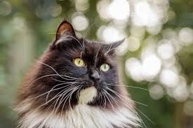 Um einen garten katzensicher machen zu können, benötigt man daher eine effektive umzäunung. Wie Du Deinen Garten Katzensicher Gestalten Kannst