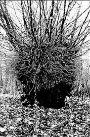 In 1943, four british children found a woman's skeleton in a hollow tree trunk. Revealed After 75 Years The Face Of Bella In The Wych Elm Birmingham Live